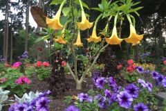 Brugmansia, Angels Trumpet Photograph